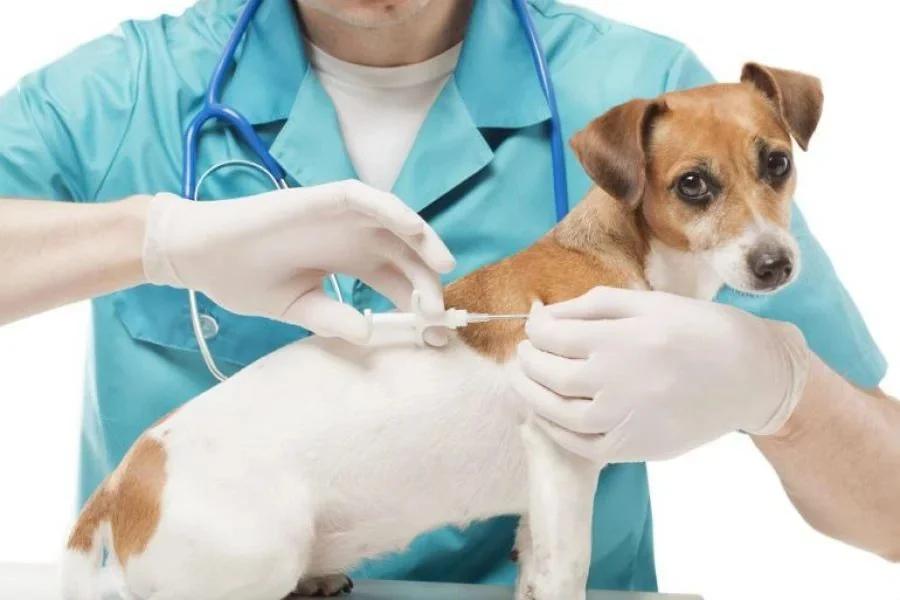 VACUNACIÓN ANIMAL, CLAVE CONTRA LA RABIA EN ARGENTINA