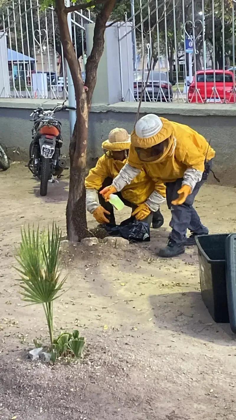 Rescatan enjambre de abejas en la Escuela Telechea