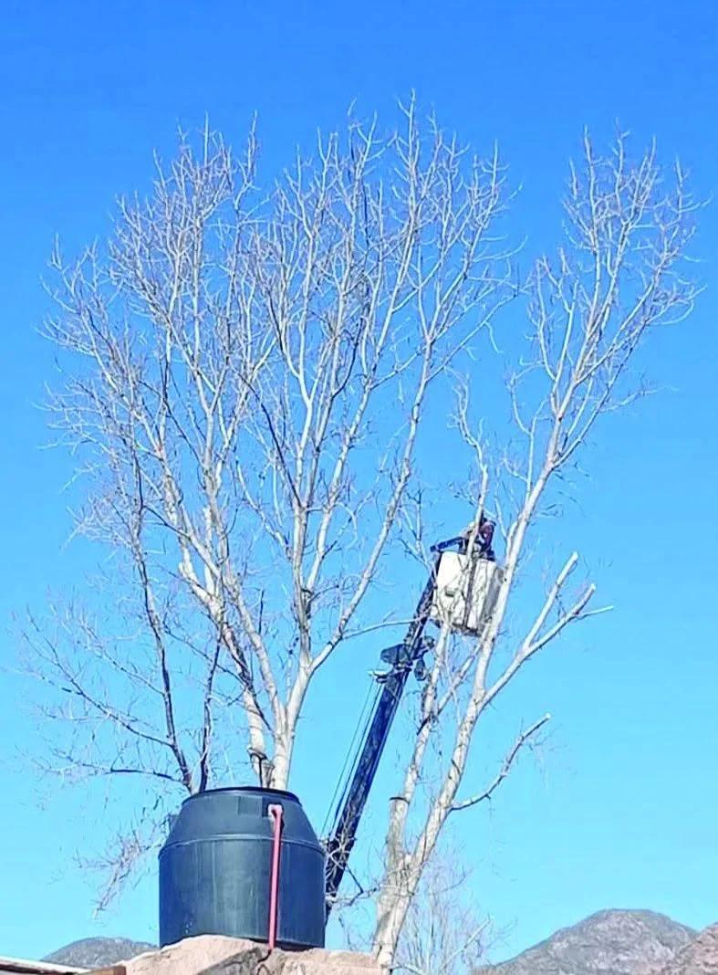 Obras en Sanagasta: reparan pérdida de agua y podan un álamo gigante