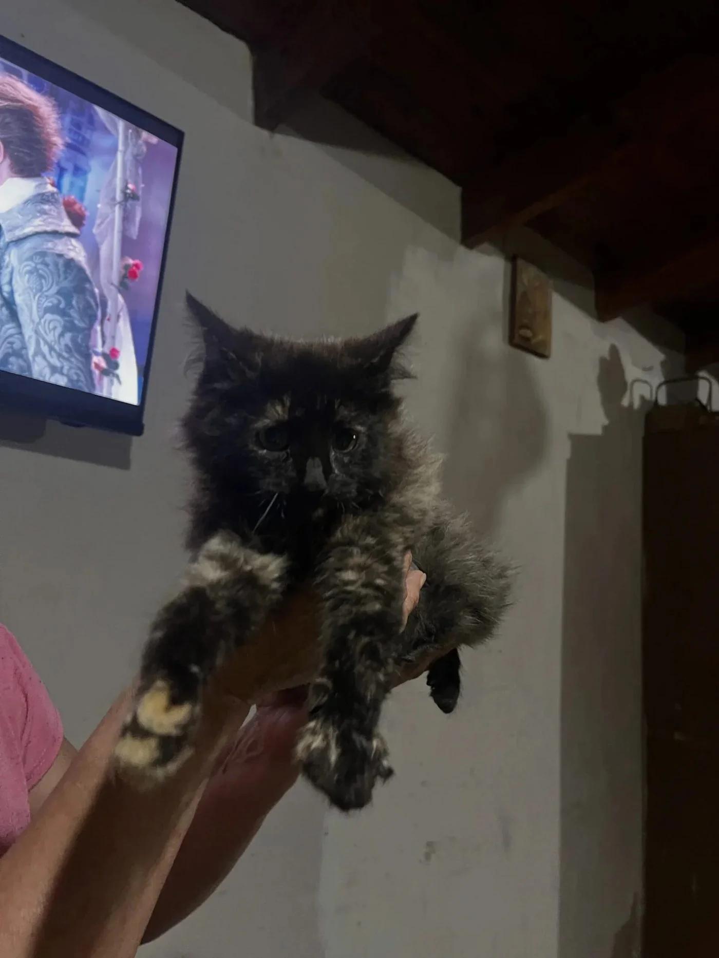RESCATAN GATITA EN LA EPET Nº 1 Y BUSCAN ADOPTANTE RESPONSABLE