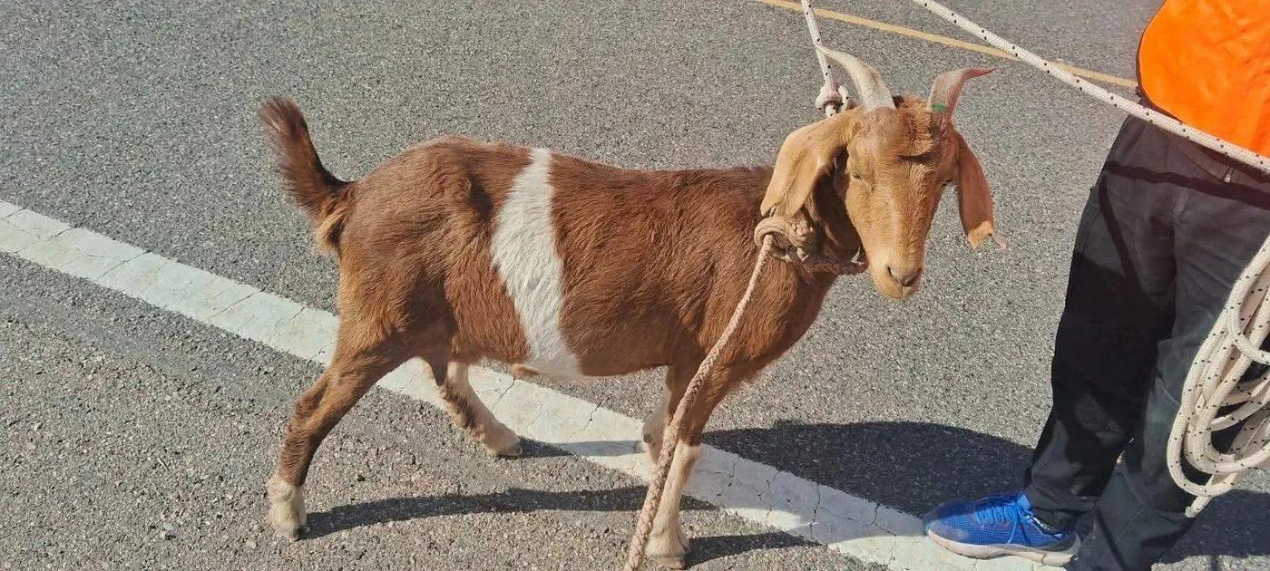 Solicitan ayuda para localizar al dueño de un animal caprino encontrado en la Ru