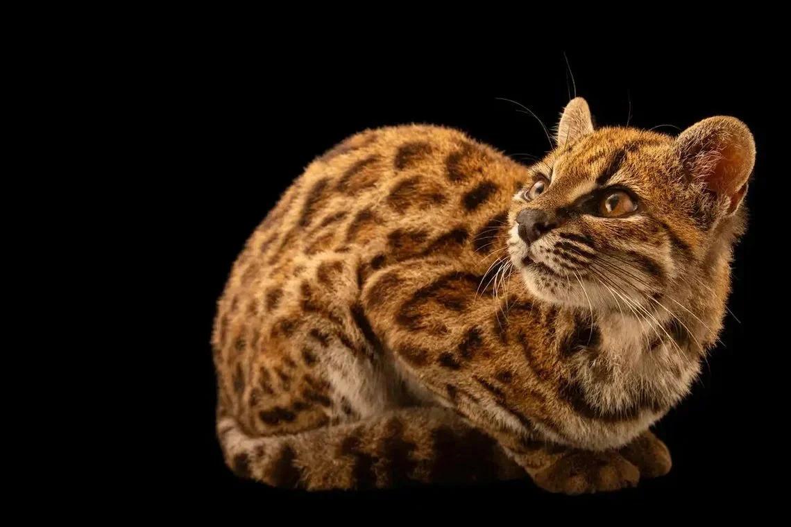 Descubren una nueva especie de felino en Bolivia tras cien años