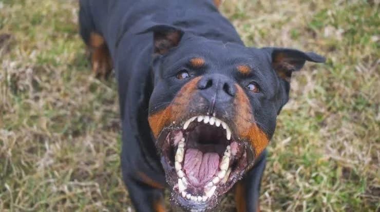 Ataque de un rottweiler a una menor en Vichigasta