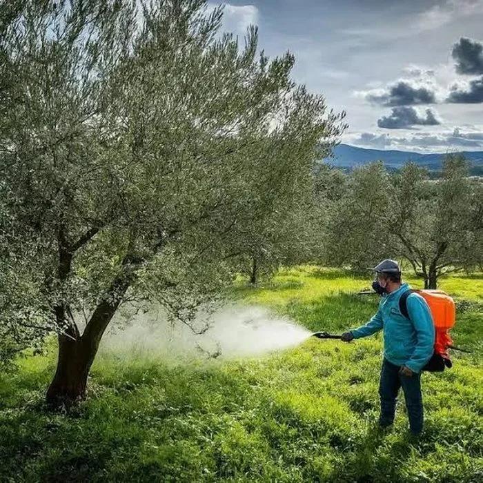 Famatina inicia la fumigación contra el Eriofido del olivo