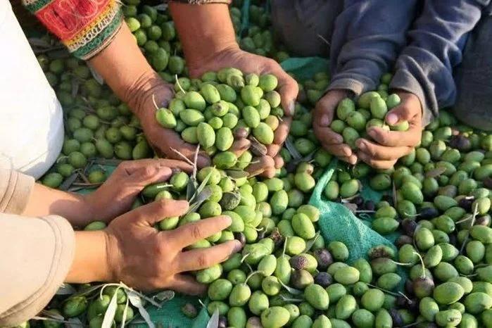 La UNdeC será sede de la II Jornada Internacional de Olivicultura
