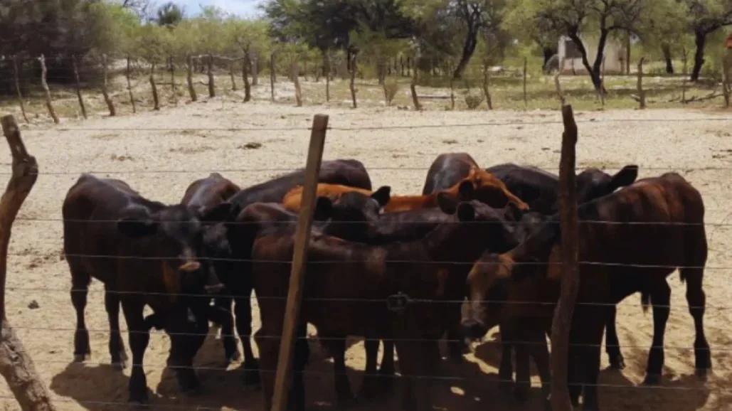 El INTA lanza una gira ganadera clave para productores de Los Llanos