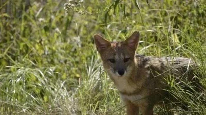 Polémica en un country por la aparición de zorros pampeanos