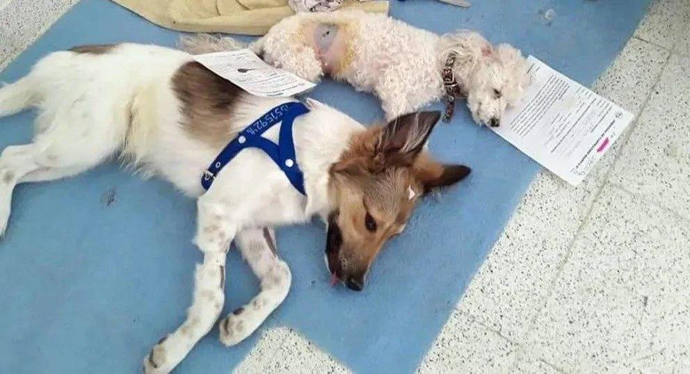 Zoonosis refuerza los operativos gratuitos de castración y vacunación