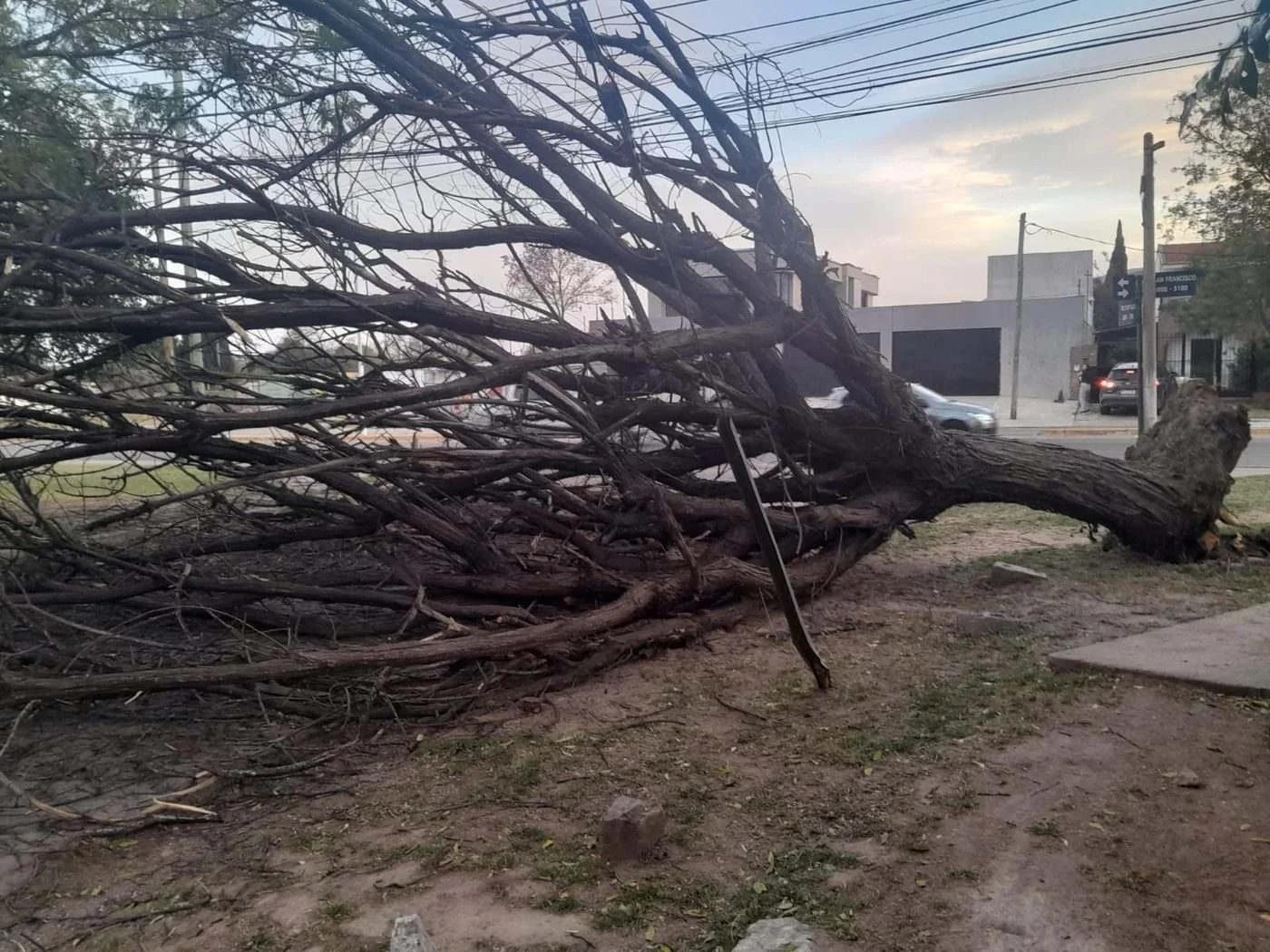 Árbol cayó sobre un vehículo en el barrio La Quebrada