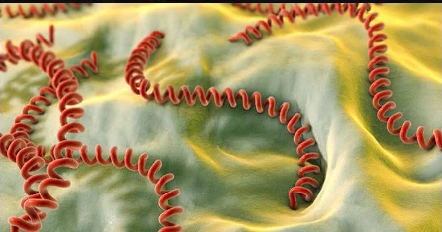 Alerta por riesgo de leptospirosis ante la llegada de un verano lluvioso