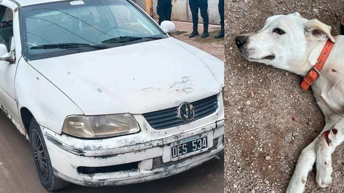 Detuvieron a conductor con 2,60 de alcohol tras atropellar a un animal