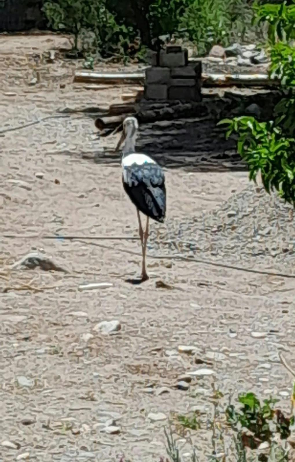 Rescataron a una cigüeña americana en Pituil
