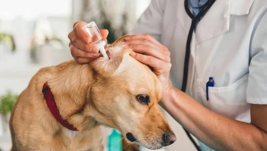 Cómo limpiar las orejas de tu perro sin lastimarlo
