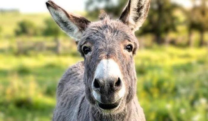 Conmoción en Aimogasta por el asesinato del burro Manincho