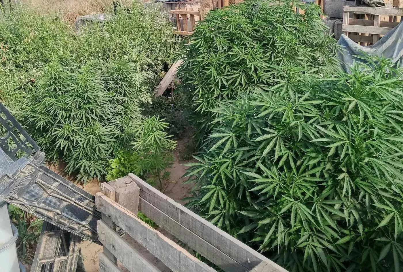Secuestraron 14 plantas de cannabis en la Capital
