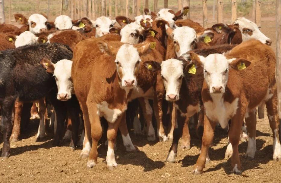 Paralizan la causa por la desaparición de ganado en Los Llanos riojanos