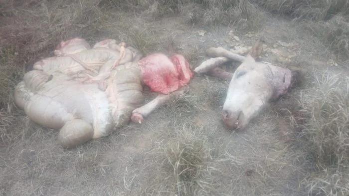 Investigan faenamiento de un animal mular en el barrio Jerusalén