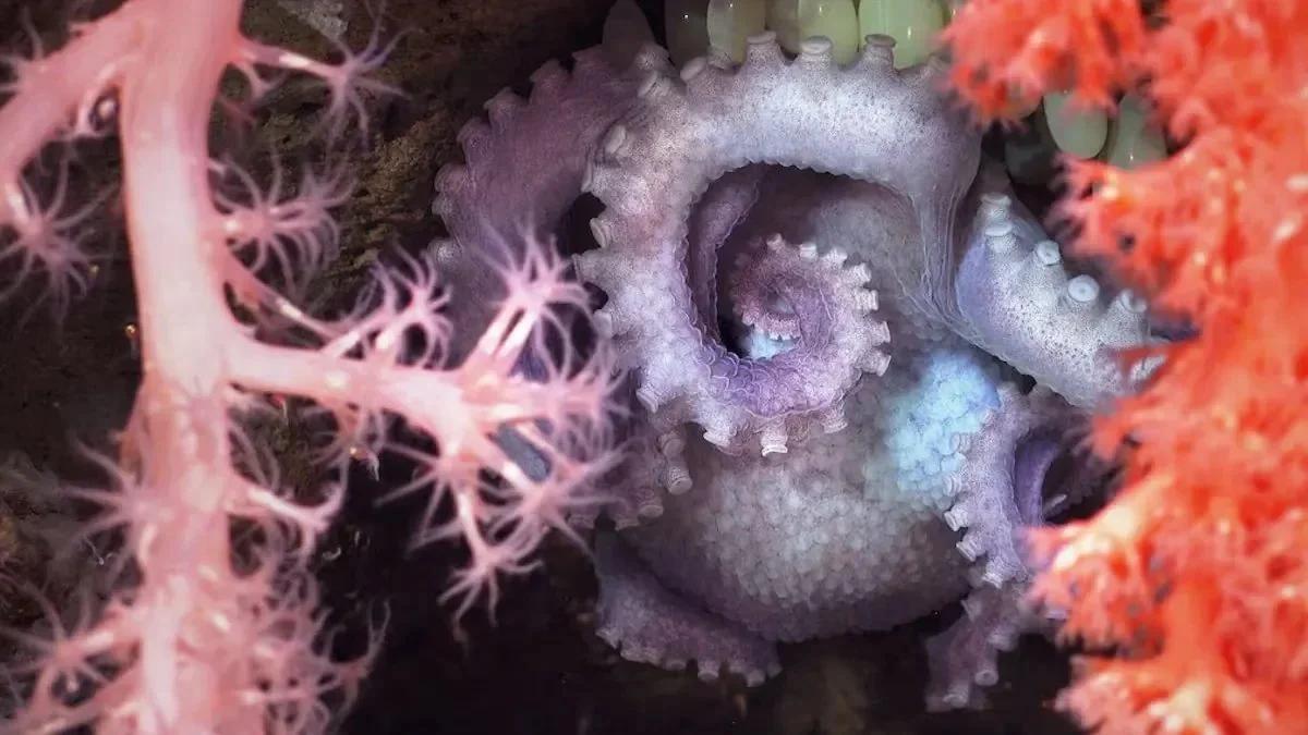 Hallaron 57 nuevas especies marinas en el cañón submarino de Mar del Plata