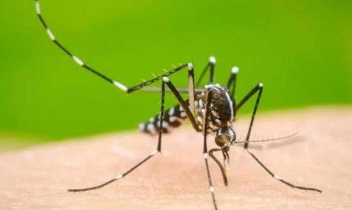 Salud pide eliminar criaderos de mosquitos para prevenir el dengue