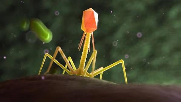 La IA diseñó virus funcionales que infectan bacterias por primera vez