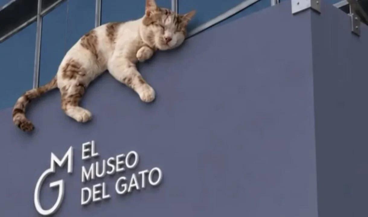 El primer Museo del Gato abre sus puertas en Ciudad de México