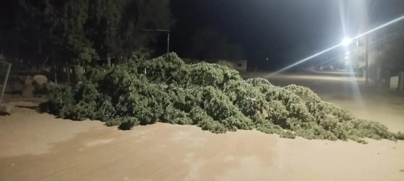 Viento intenso derribó un árbol en San Ramón