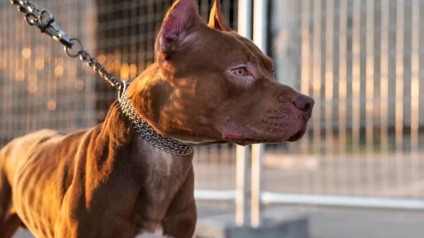 Dos menores fueron atacados por perros pitbull en Tucumán