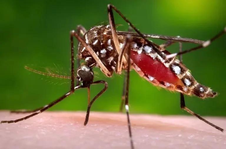 Dengue: especialistas advierten que la prevención debe ser todo el año
