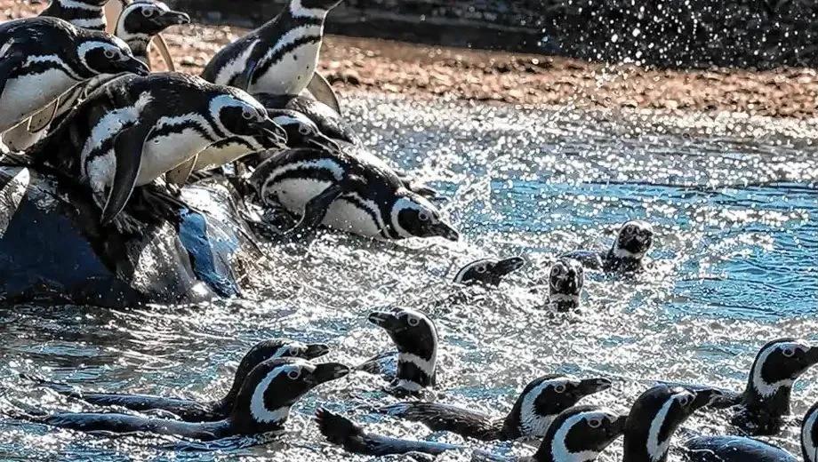 Trasladaron a 40 pingüinos del Aquarium de Mar del Plata a Río Negro