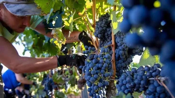 Impulsan declarar la emergencia vitivinícola en La Rioja