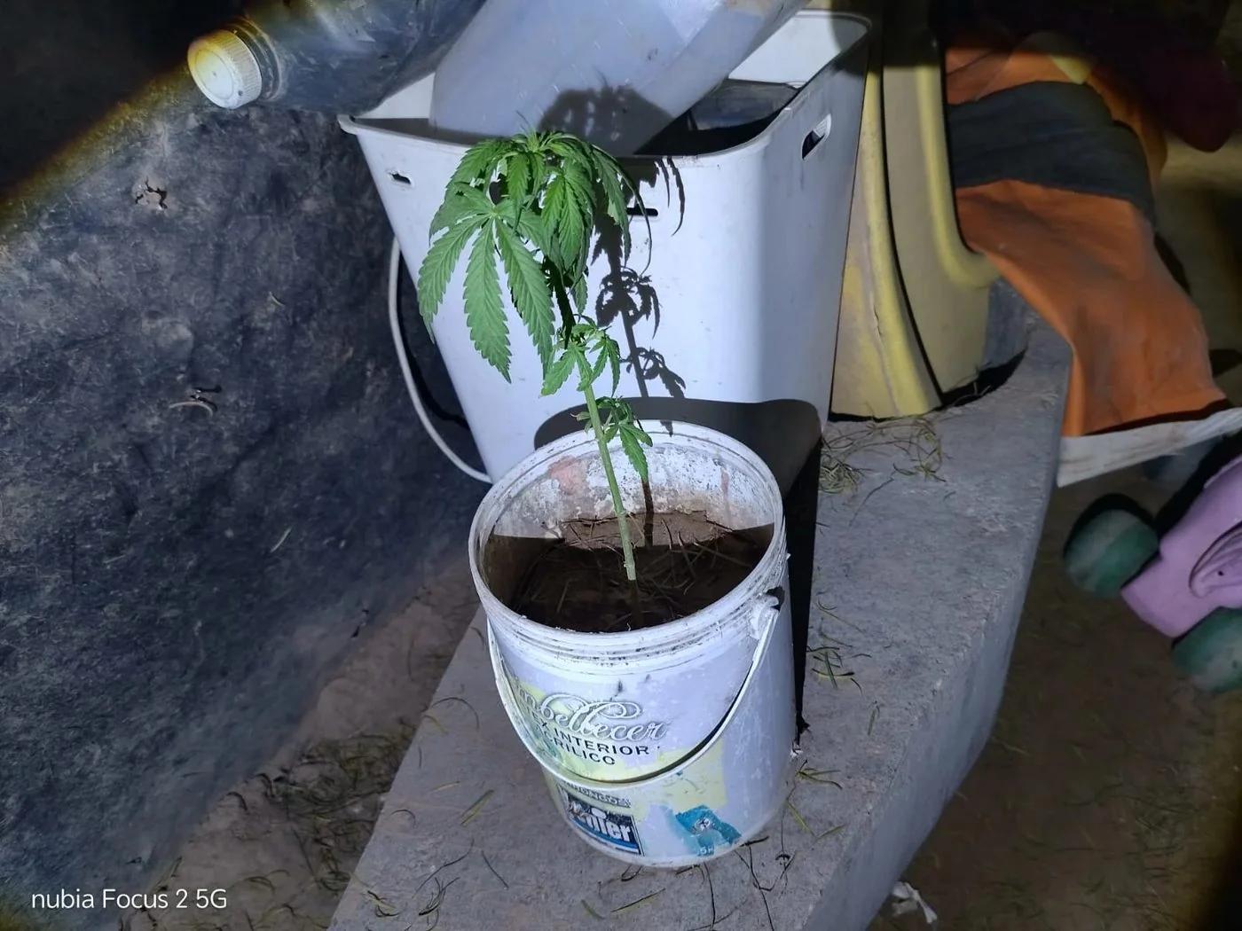 Secuestraron plantas de marihuana tras una disputa vecinal
