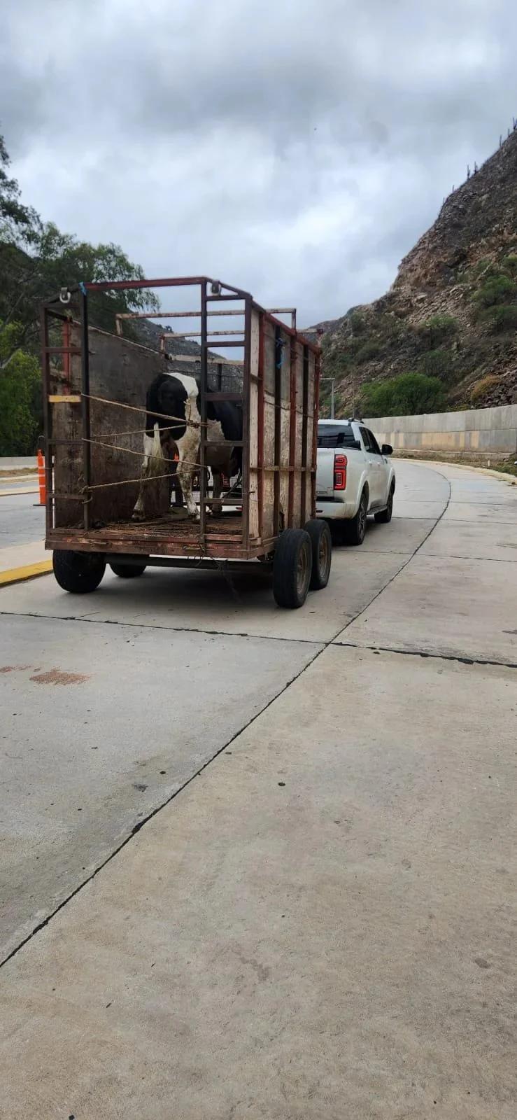 Operativos viales: secuestran animales y demoran vehículos por irregularidades