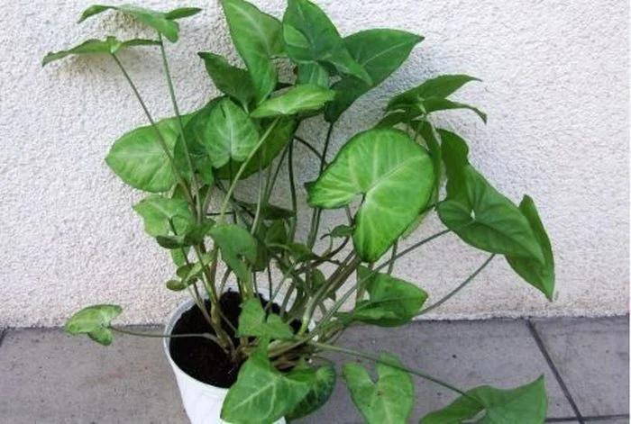 Menor de 6 años se intoxicó tras ingerir una planta ornamental en Olta