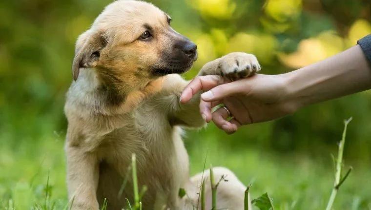 Los perros más elegidos por los argentinos en el Día Mundial de los Animales