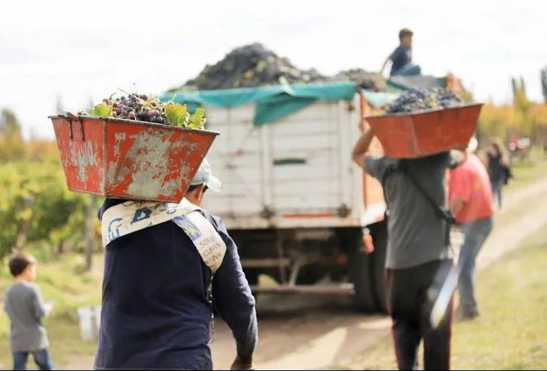 Crisis vitivinícola en Chilecito: peligra la estabilidad de 800 trabajadores