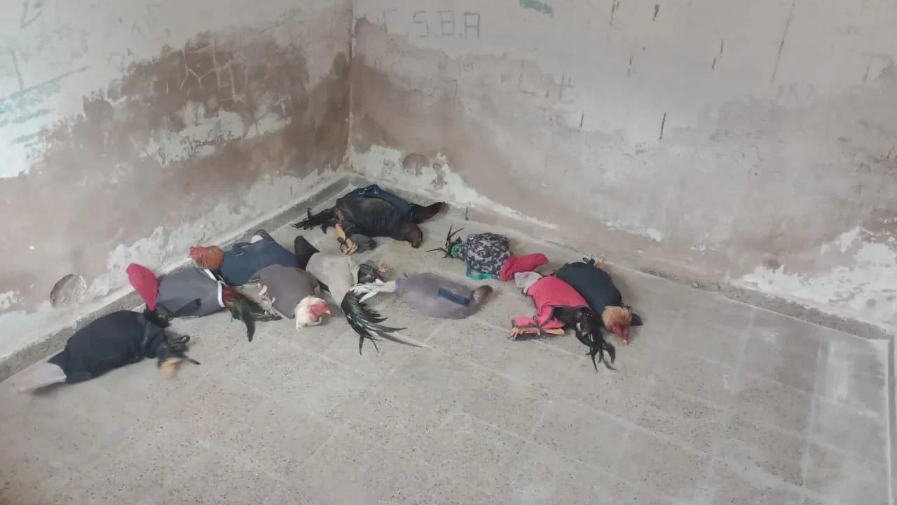 Secuestraron 11 gallos de riña durante un control policial en Olta