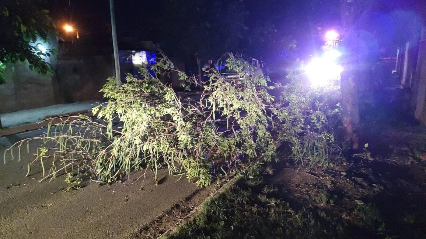 Cae un árbol en el barrio Ferroviario y corta el tránsito
